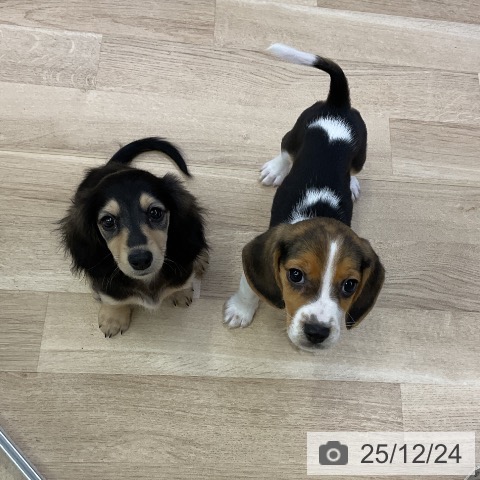 ミニチュア・ダックスフンドの写真