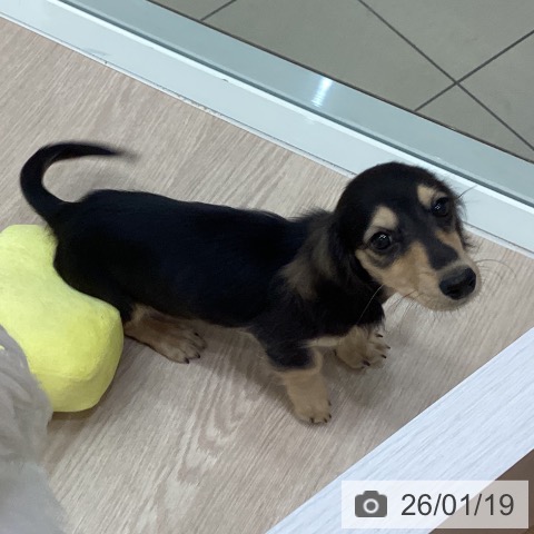 ミニチュア・ダックスフンドの写真