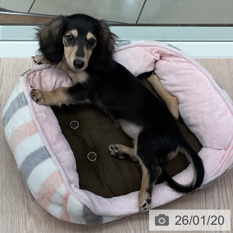 ミニチュア・ダックスフンドの写真