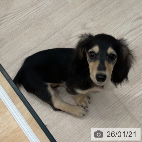 ミニチュア・ダックスフンドの写真