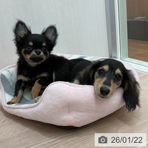 ミニチュア・ダックスフンドの写真