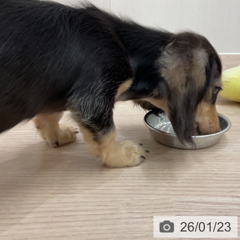 ミニチュア・ダックスフンドの写真