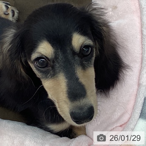 ミニチュア・ダックスフンドの写真