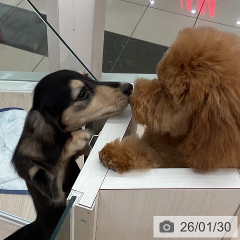 ミニチュア・ダックスフンドの写真