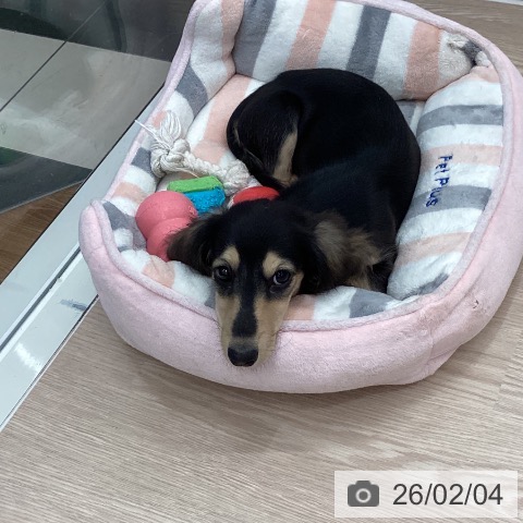 ミニチュア・ダックスフンドの写真