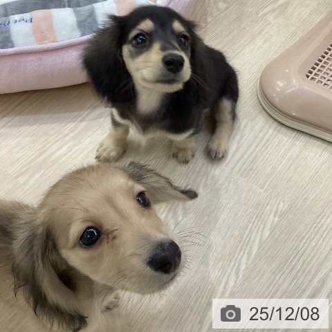 ミニチュア・ダックスフンドの写真