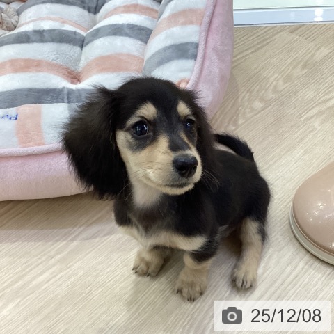 ミニチュア・ダックスフンドの写真