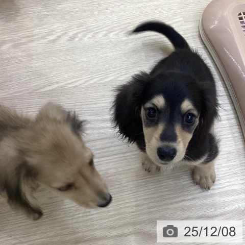 ミニチュア・ダックスフンドの写真