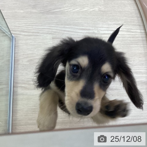 ミニチュア・ダックスフンドの写真