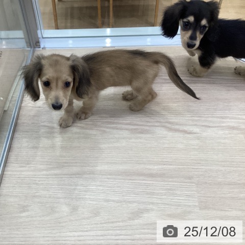 ミニチュア・ダックスフンドの写真