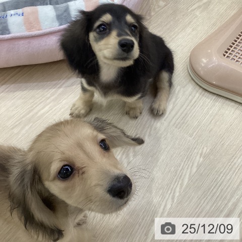 ミニチュア・ダックスフンドの写真