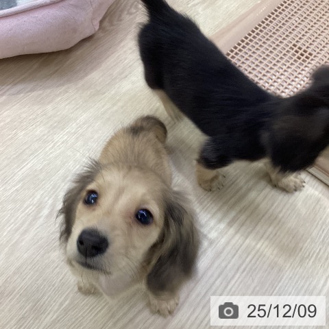 ミニチュア・ダックスフンドの写真