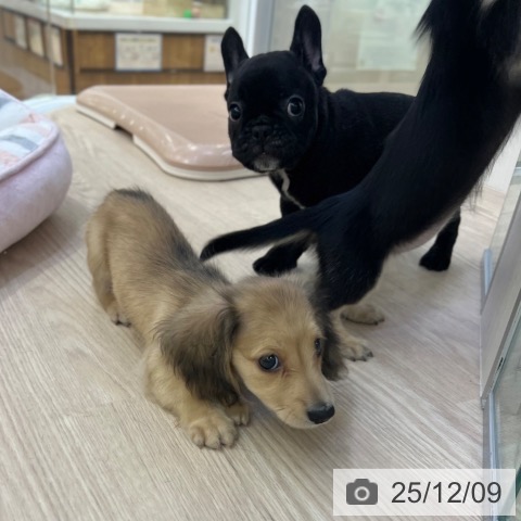 ミニチュア・ダックスフンドの写真