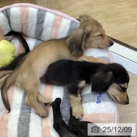 ミニチュア・ダックスフンドの写真