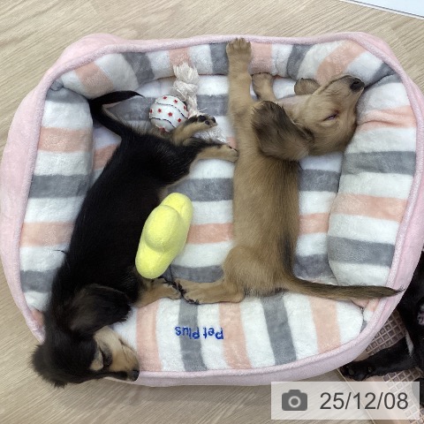 ミニチュア・ダックスフンドの写真