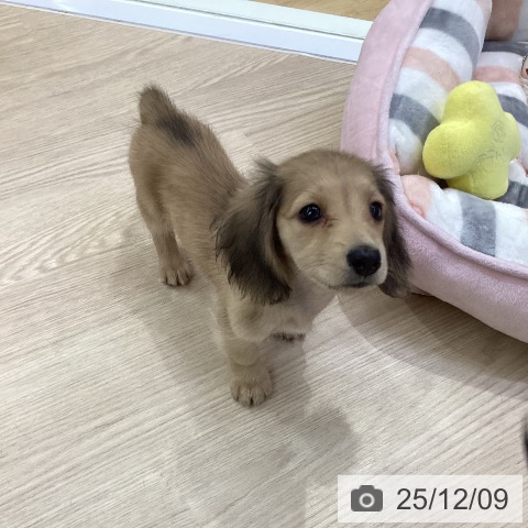 ミニチュア・ダックスフンドの写真