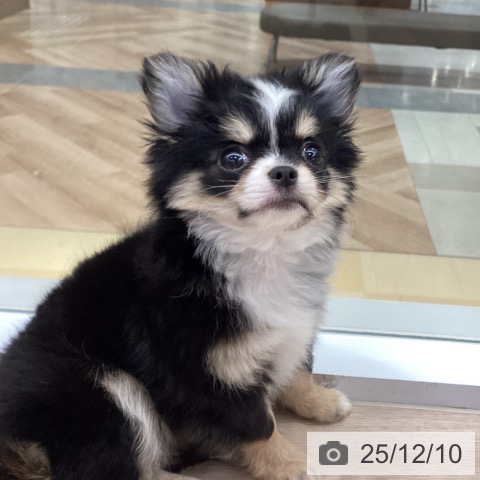 愛知県のチワワ(ロング) (ペットプラス 豊田店/2025年9月29日生まれ/女の子/ブラックタンホワイト)の子犬の4枚目の画像