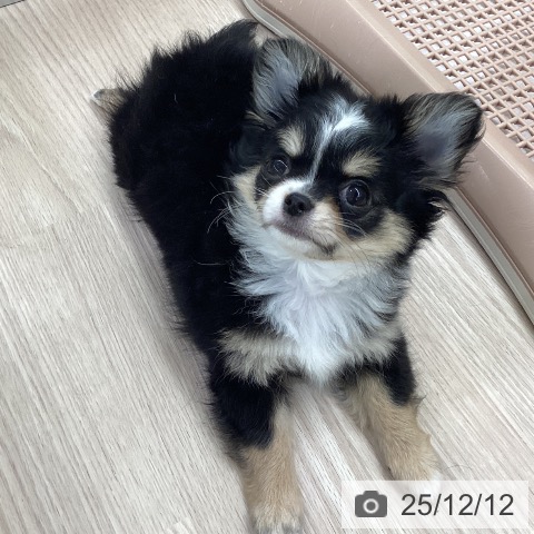 愛知県のチワワ(ロング) (ペットプラス 豊田店/2025年9月29日生まれ/女の子/ブラックタンホワイト)の子犬の3枚目の画像