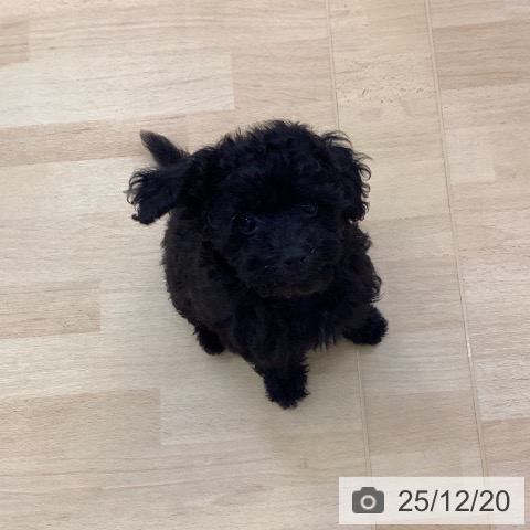 愛知県のトイプードル(トイ) (ペットプラス 三好店/2025年10月6日生まれ/女の子/ブラック)の子犬の3枚目の画像