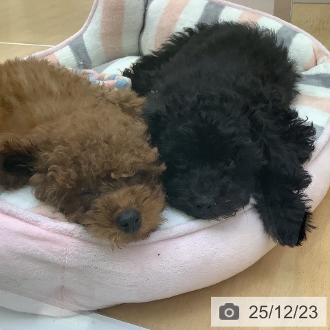 愛知県のトイプードル(トイ) (ペットプラス 三好店/2025年10月6日生まれ/女の子/ブラック)の子犬の3枚目の画像