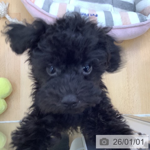 愛知県のトイプードル(トイ) (ペットプラス 三好店/2025年10月6日生まれ/女の子/ブラック)の子犬の3枚目の画像