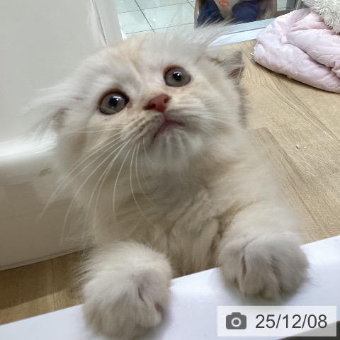 スコティッシュフォールドの写真