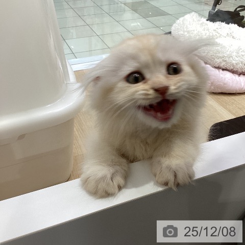 愛知県のスコティッシュフォールド (ペットプラス ナゴヤドーム前店/2025年10月3日生まれ/男の子/カメオタビー)の子猫の4枚目の画像