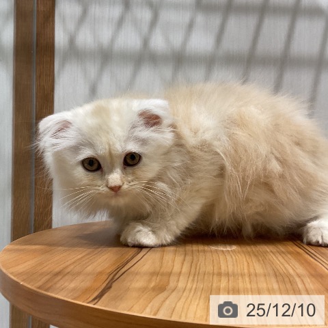 福岡県のスコティッシュフォールド (ペットプラス 八幡東店/2025年10月3日生まれ/女の子/カメオタビー)の子猫の4枚目の画像