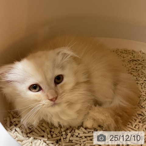 福岡県のスコティッシュフォールド (ペットプラス 八幡東店/2025年10月3日生まれ/女の子/カメオタビー)の子猫の3枚目の画像