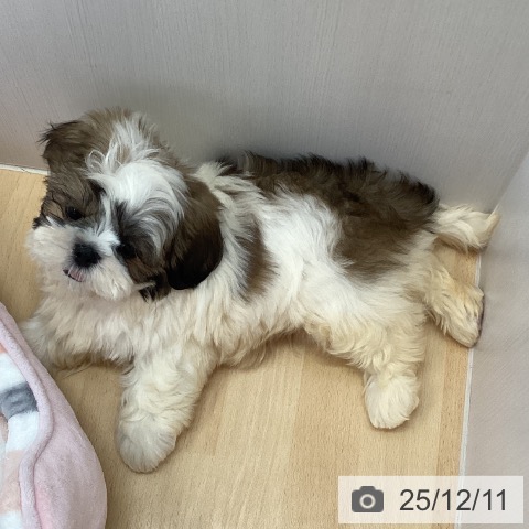 三重県のシーズー (ペットプラス 津南店/2025年10月5日生まれ/男の子/ホワイトゴールド)の子犬の4枚目の画像