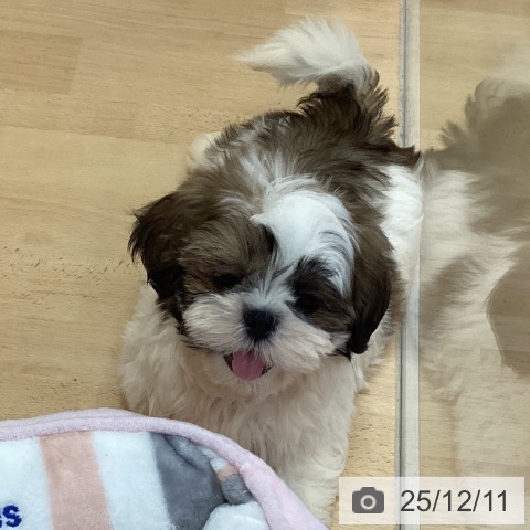 三重県のシーズー (ペットプラス 津南店/2025年10月5日生まれ/男の子/ホワイトゴールド)の子犬の3枚目の画像