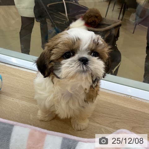 愛知県のシーズー (ペットプラス mozoワンダーシティ店/2025年10月5日生まれ/女の子/ホワイトゴールド)の子犬の4枚目の画像