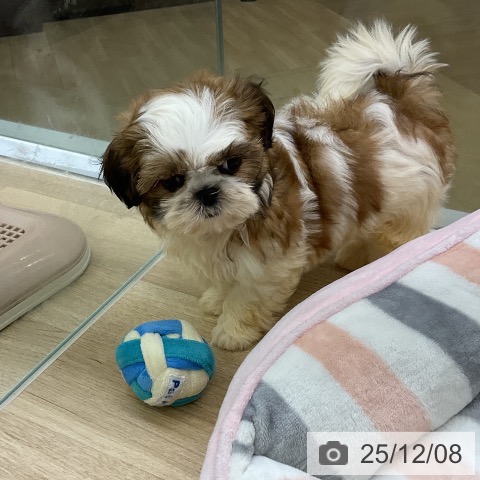 愛知県のシーズー (ペットプラス mozoワンダーシティ店/2025年10月5日生まれ/女の子/ホワイトゴールド)の子犬の3枚目の画像