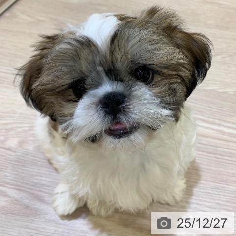 千葉県のシーズー (ペットプラス 幕張新都心店/2025年10月5日生まれ/女の子/ホワイトゴールド)の子犬の3枚目の画像