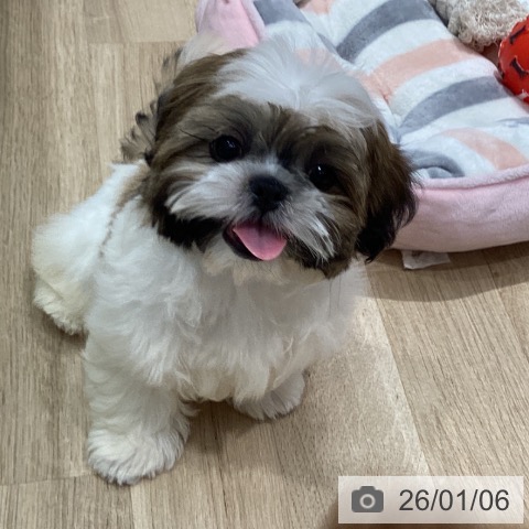 千葉県のシーズー (ペットプラス 幕張新都心店/2025年10月5日生まれ/女の子/ホワイトゴールド)の子犬の3枚目の画像