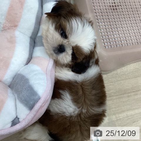 シー・ズーの写真