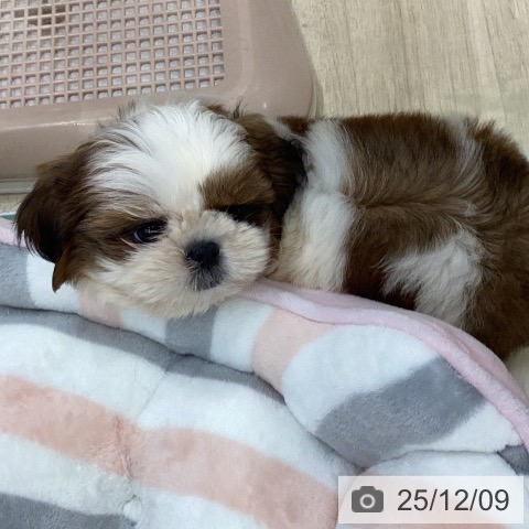 シー・ズーの写真