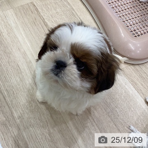 シー・ズーの写真