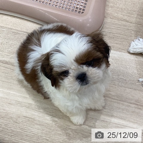 シー・ズーの写真