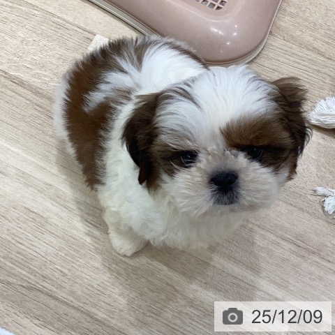 シー・ズーの写真