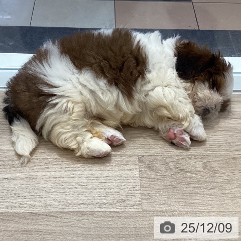 シー・ズーの写真