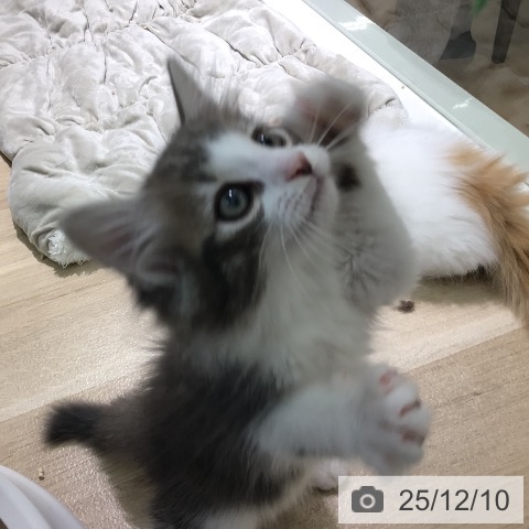 宮崎県のノルウェージャンフォレストキャット (ペットプラス 宮崎店/2025年10月7日生まれ/男の子/ブルータビーホワイト)の子猫の4枚目の画像