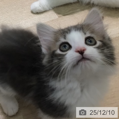 宮崎県のノルウェージャンフォレストキャット (ペットプラス 宮崎店/2025年10月7日生まれ/男の子/ブルータビーホワイト)の子猫の3枚目の画像