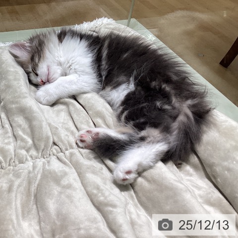 宮崎県のノルウェージャンフォレストキャット (ペットプラス 宮崎店/2025年10月7日生まれ/男の子/ブルータビーホワイト)の子猫の3枚目の画像