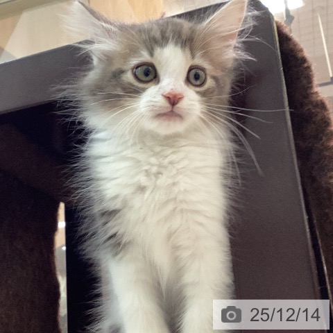 宮崎県のノルウェージャンフォレストキャット (ペットプラス 宮崎店/2025年10月7日生まれ/男の子/ブルータビーホワイト)の子猫の4枚目の画像