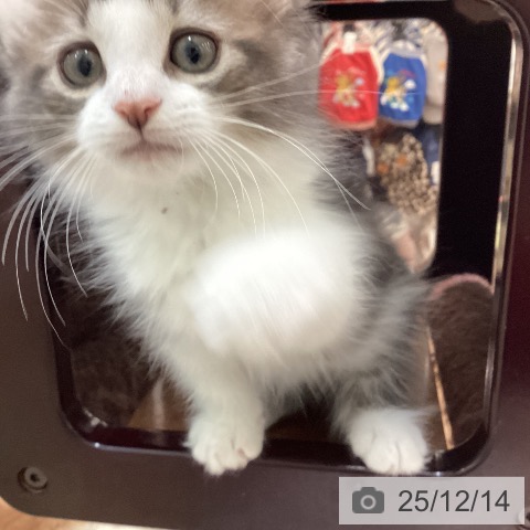 宮崎県のノルウェージャンフォレストキャット (ペットプラス 宮崎店/2025年10月7日生まれ/男の子/ブルータビーホワイト)の子猫の3枚目の画像