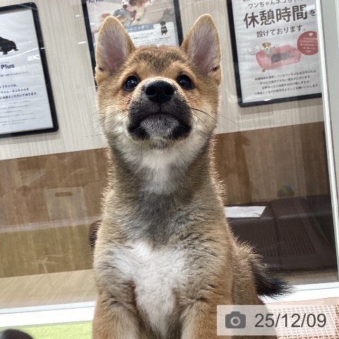 石川県の柴犬(標準サイズ) (ペットプラス 白山店/2025年10月8日生まれ/男の子/赤)の子犬の3枚目の画像