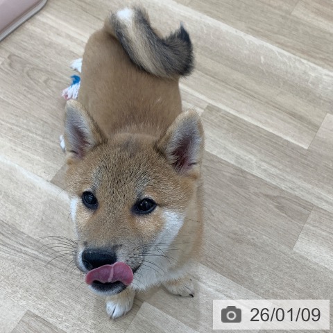 岐阜県の柴犬(標準サイズ) (ペットプラス 光ケ丘店/2025年10月8日生まれ/男の子/赤)の子犬の4枚目の画像