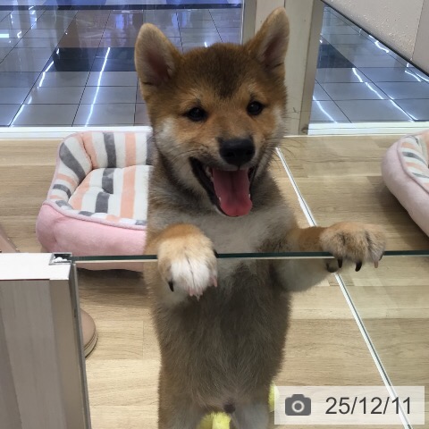 岐阜県の柴犬(標準サイズ) (ペットプラス 各務原店/2025年10月8日生まれ/男の子/赤)の子犬の3枚目の画像