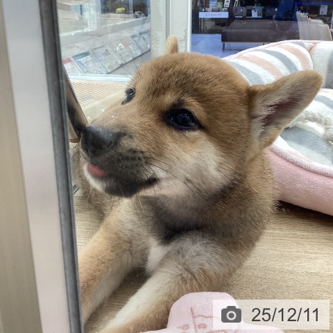 福岡県の柴犬(標準サイズ) (ペットプラス 春日店/2025年10月8日生まれ/男の子/赤)の子犬の4枚目の画像